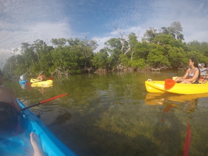 Kayaking the mangroves